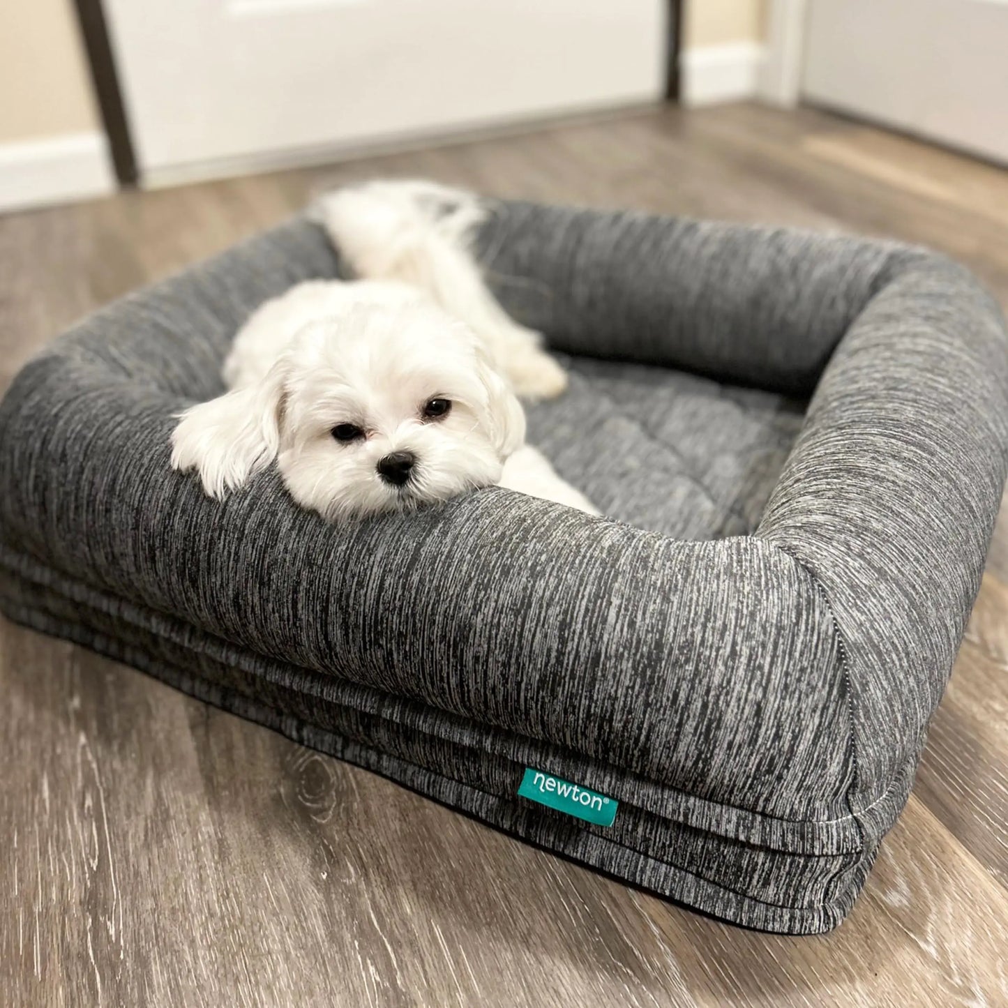 White dog lying on a gray pet bed with 'newton' branding on a wooden floor.