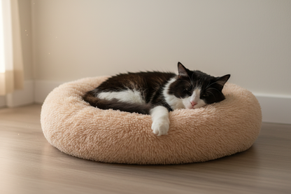 Black and White Cat - Authentic Moment