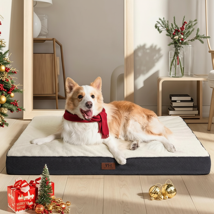 Enhanced high-quality Corgi on orthopedic bed