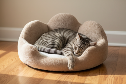 Grey tabby in flower petal bed