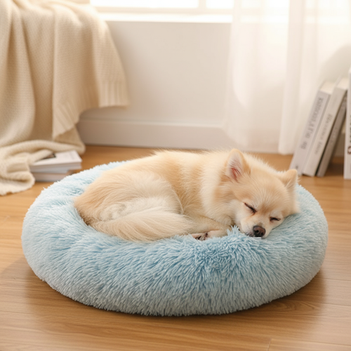 Hondje op rond kussen