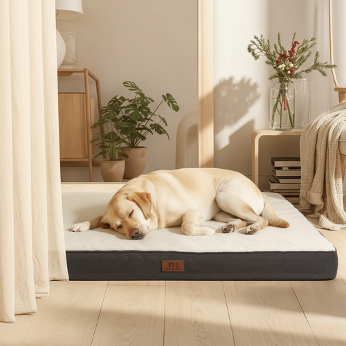 Labrador in warm living room with golden light