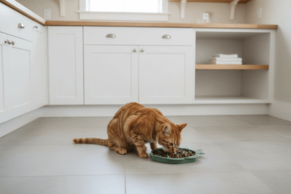 Cat slowly eating from a cat slow feeder and lick mat in a modern kitchen.