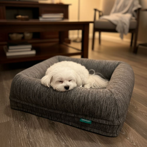 Witte hond in warme setting